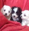 Bichon Havanese