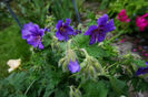 Geranium Magnificum