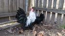 IMG-20171126-WA0034