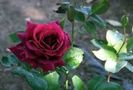 Nachtfalter rose