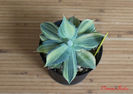 Agave Isthmensis Variegated