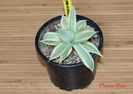 Agave Isthmensis Variegated