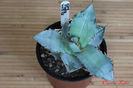 Agave Titanota White Ice