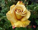 Honey_Dijon_