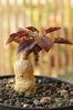 Euphorbia labatii