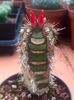 Euphorbia neohumbertii