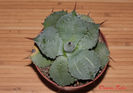 Agave potatorum striata light