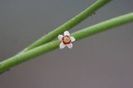 Euphorbia antisyphilitica