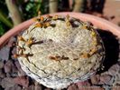 Euphorbia piscidermis