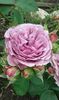 Parfum flower circus