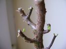 Crassula sarcocaulis la 10 zile dupa tunsoare