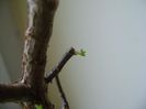 Crassula sarcocaulis la 10 zile dupa tunsoare