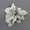 begonia silver limbo- poza net