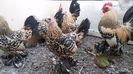 IMG-20171126-WA0059