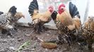 IMG-20171126-WA0068