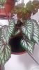 begonia rex