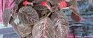 episcia kee wee