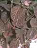 episcia kee wee