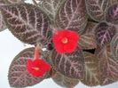 episcia kee wee