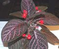 episcia kee wee