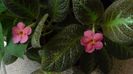 episcia jim's canadian sunset