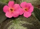 episcia jim's canadian sunset