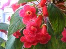 kohleria eriantha