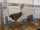 expozitie porumbei 029