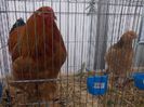 expozitie porumbei 037