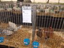 expozitie porumbei 047
