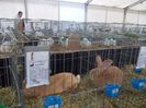 expozitie porumbei 056