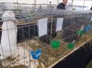 expozitie porumbei 058