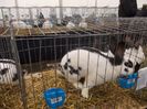 expozitie porumbei 066