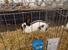 expozitie porumbei 067