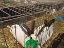 expozitie porumbei 068