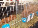 expozitie porumbei 070