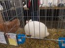 expozitie porumbei 071