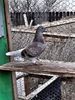 received_149145095844932