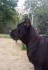 Boo Nobile Corso Di Mogosoaia - 6 months