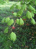 Acer japonicum