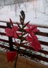 Plumbago Indica