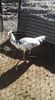 IMG-20171206-WA0003