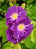 Rhapsody in Blue
