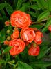 Orange Morsdag