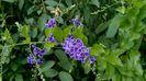 Duranta repens