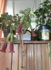 BRUGMANSIA CORDATA RED