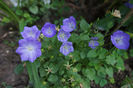 Carpatica blue