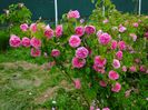 Gertrude Jekyll