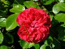 Red Leonardo da Vinci