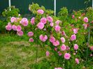 Gertrude Jekyll